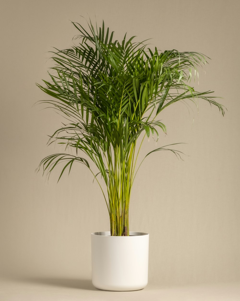 a plant in a white pot on a table