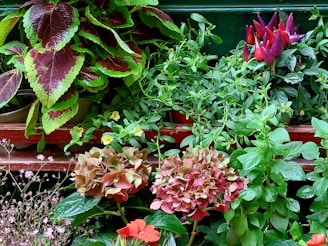 A vibrant arrangement of different plants with leaves and flowers of varied colors, including deep green, purple, red, and pink. The mix includes several leafy plants with different textures, as well as flowers like red chili peppers and pale hydrangeas. The plants are organized on wooden shelves with a lush and dense appearance.