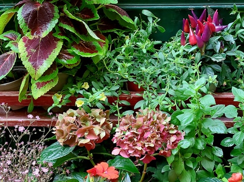 A vibrant arrangement of different plants with leaves and flowers of varied colors, including deep green, purple, red, and pink. The mix includes several leafy plants with different textures, as well as flowers like red chili peppers and pale hydrangeas. The plants are organized on wooden shelves with a lush and dense appearance.