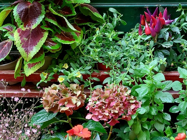 A custom plant arrangement crafted with a mix of indoor and outdoor species.