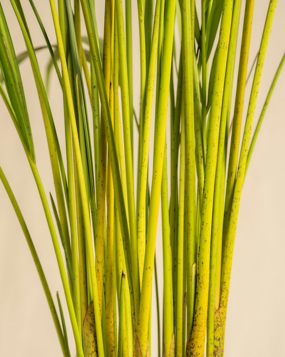 a close up of a bunch of green plants