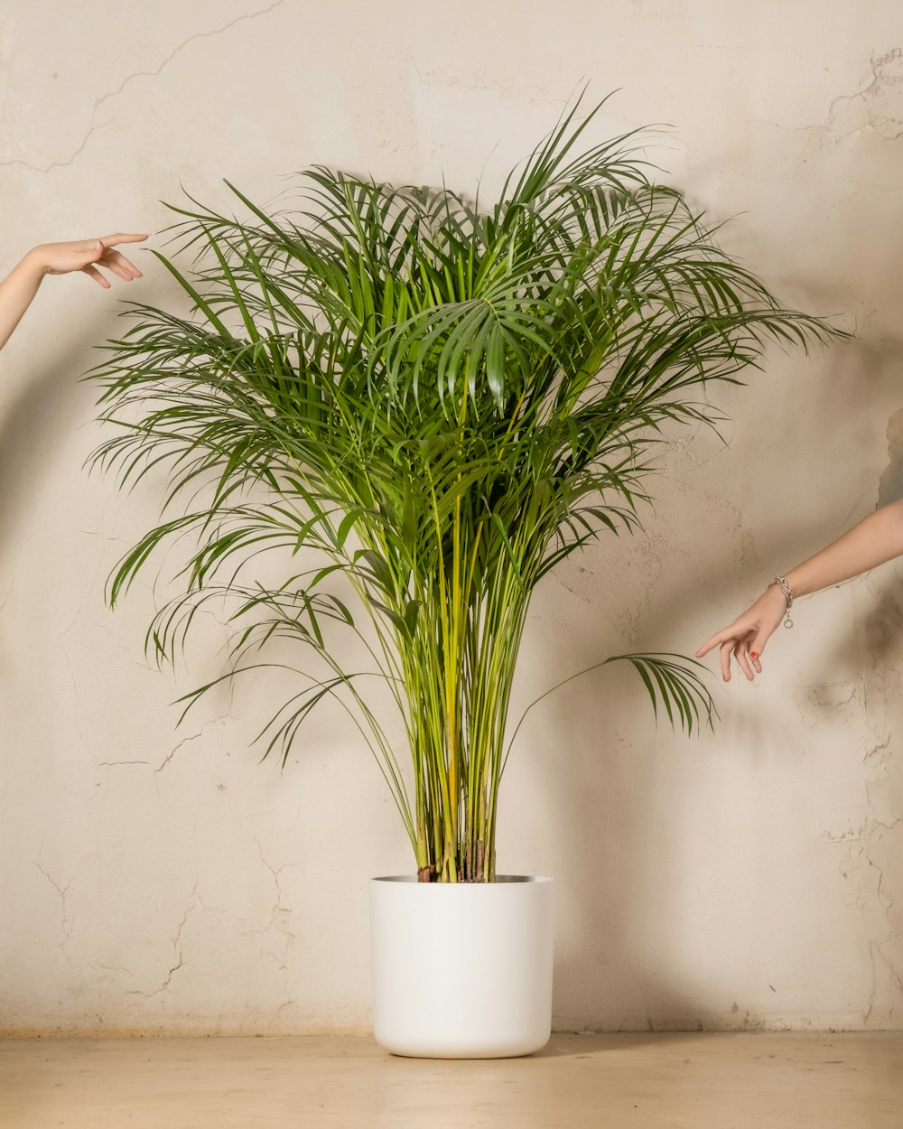 a woman pointing at a potted plant on a table