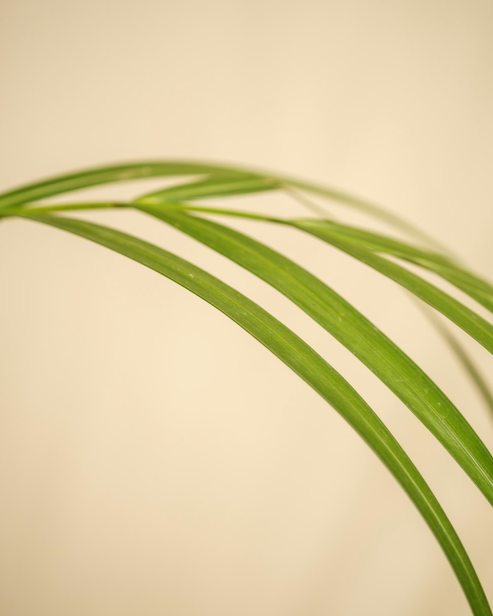 a close up of a green plant with long thin leaves