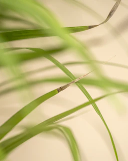 Natural elements like leaves and soft linen fabric arranged on a cream background.