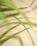 Soft botanical detail with rounded edges in warm beige and olive green tones.