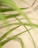 Soft botanical detail with rounded edges in warm beige and olive green tones.