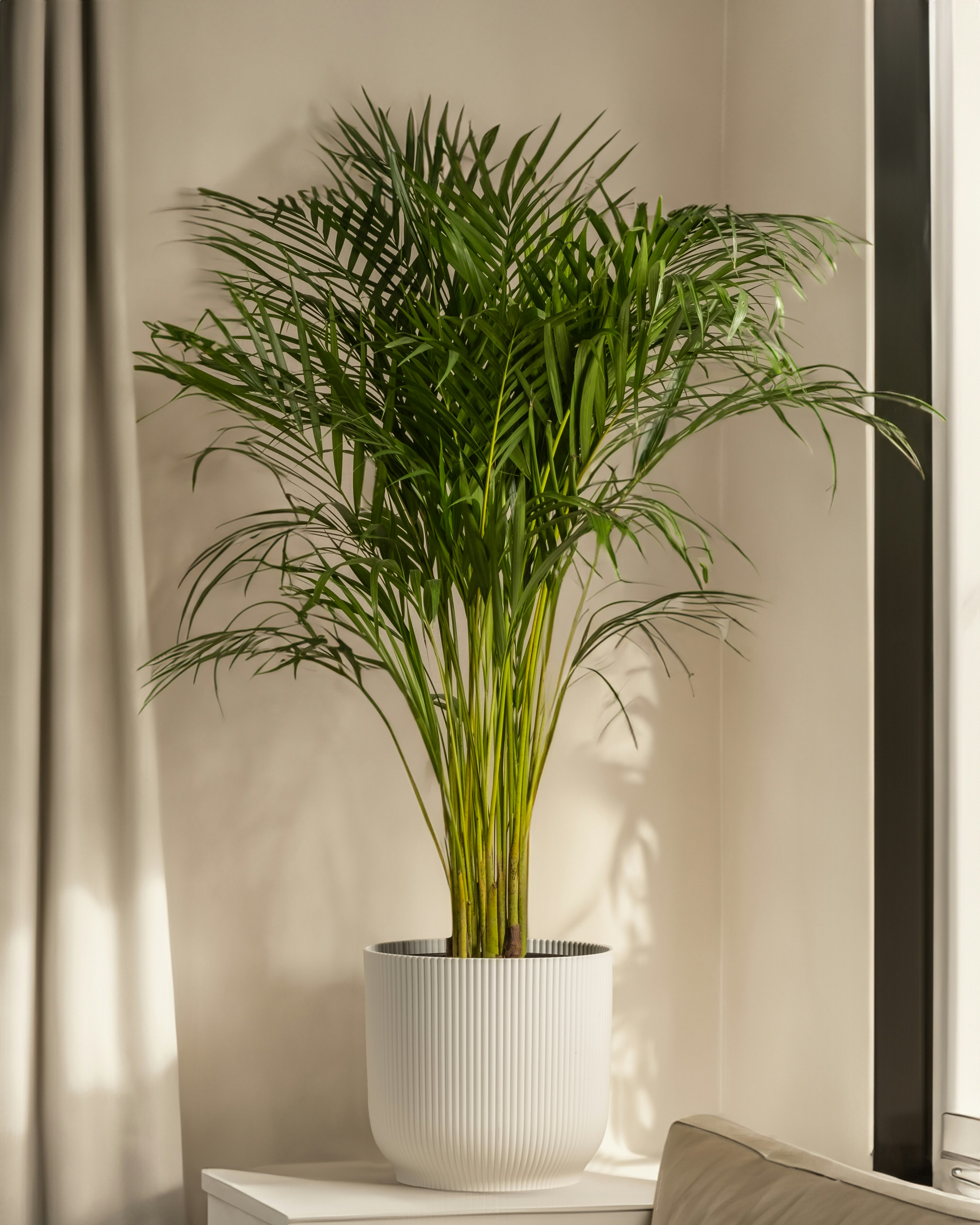 Ficus Lyrata Elegante