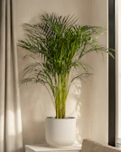 Tall palm plant in a rustic pot placed near a sunlit window.