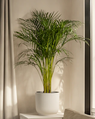 Tall palm plant in a rustic pot placed near a sunlit window.