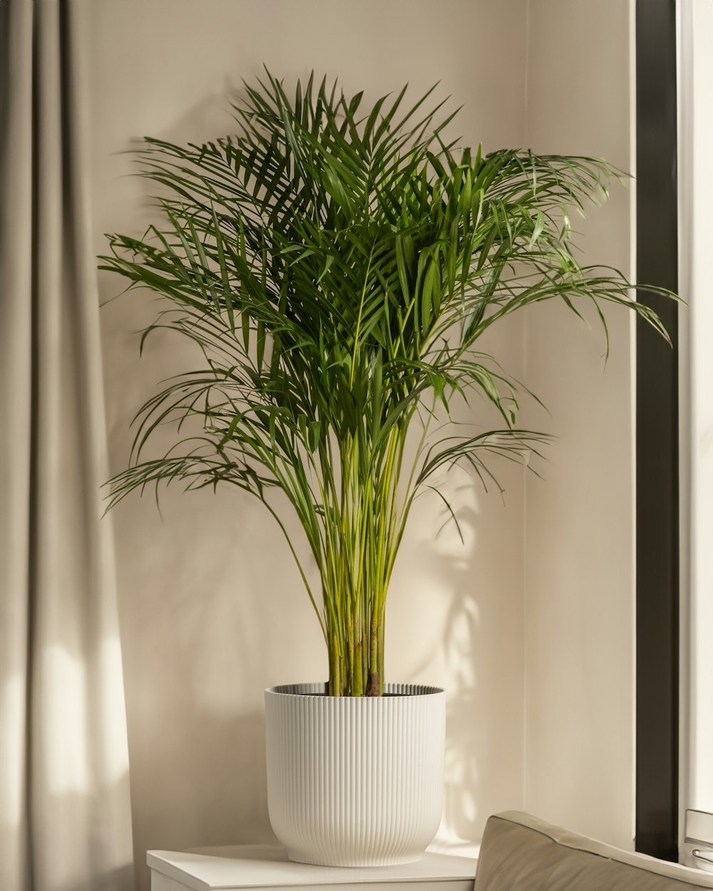 a potted plant sitting on top of a white table