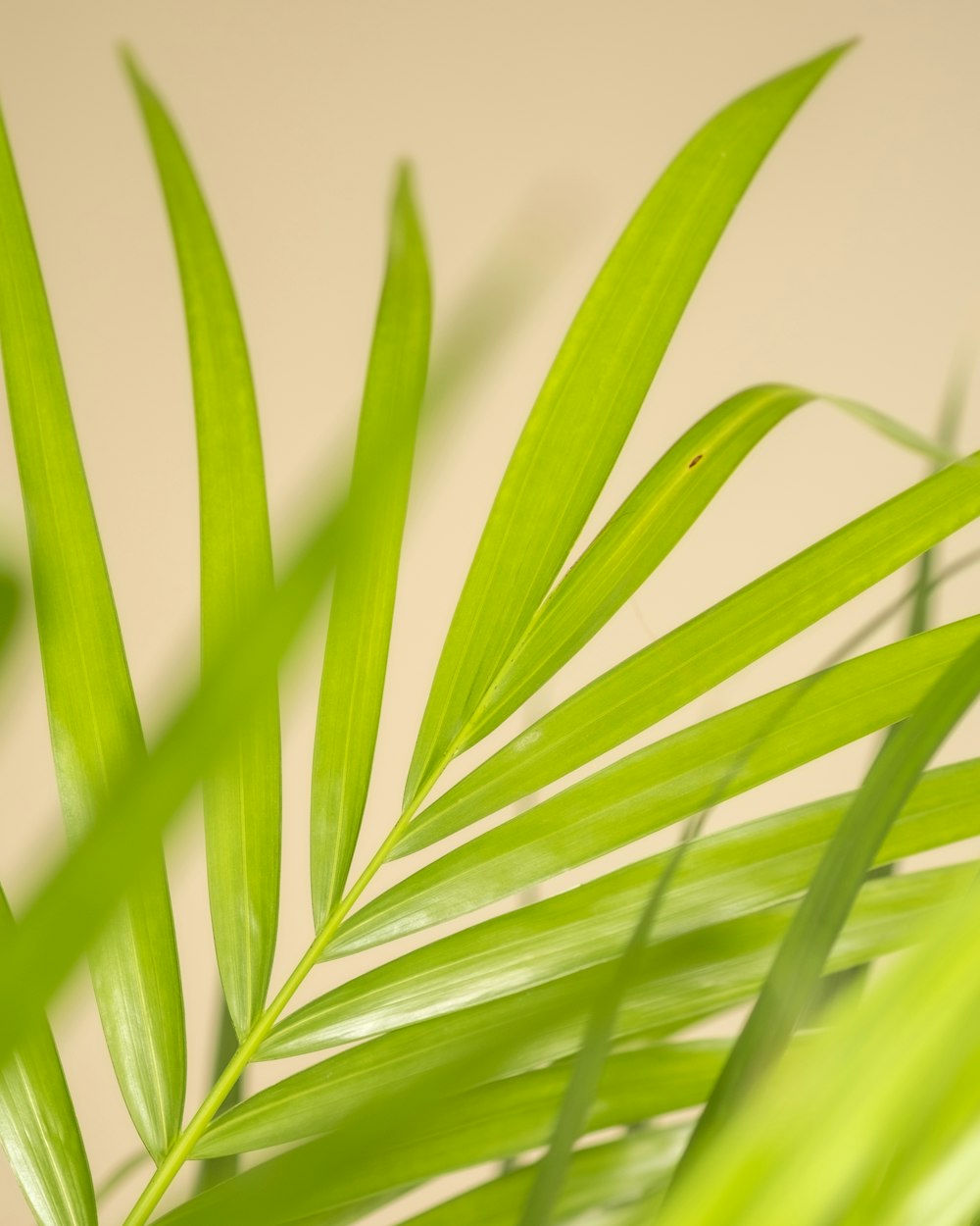 a close up of a plant with green leaves