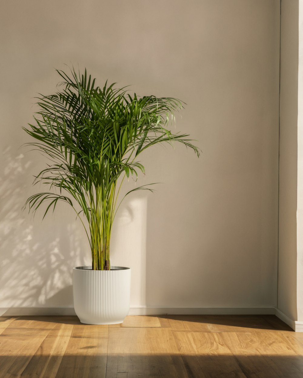 a potted plant sitting on top of a wooden floor