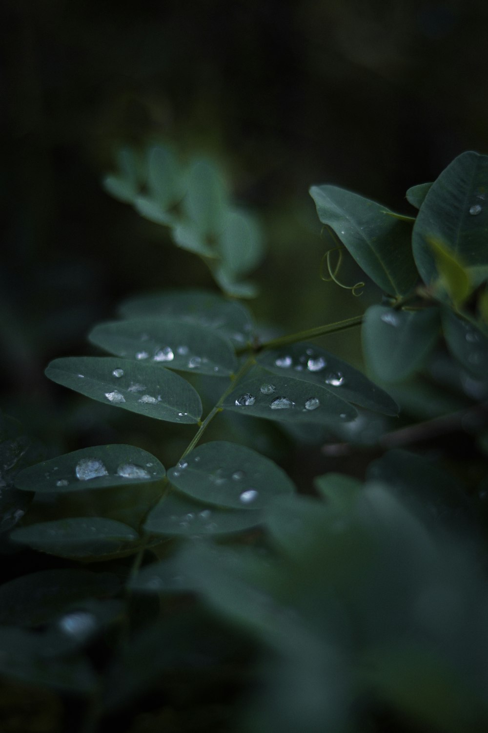 a close up of a leaf with water droplets on it