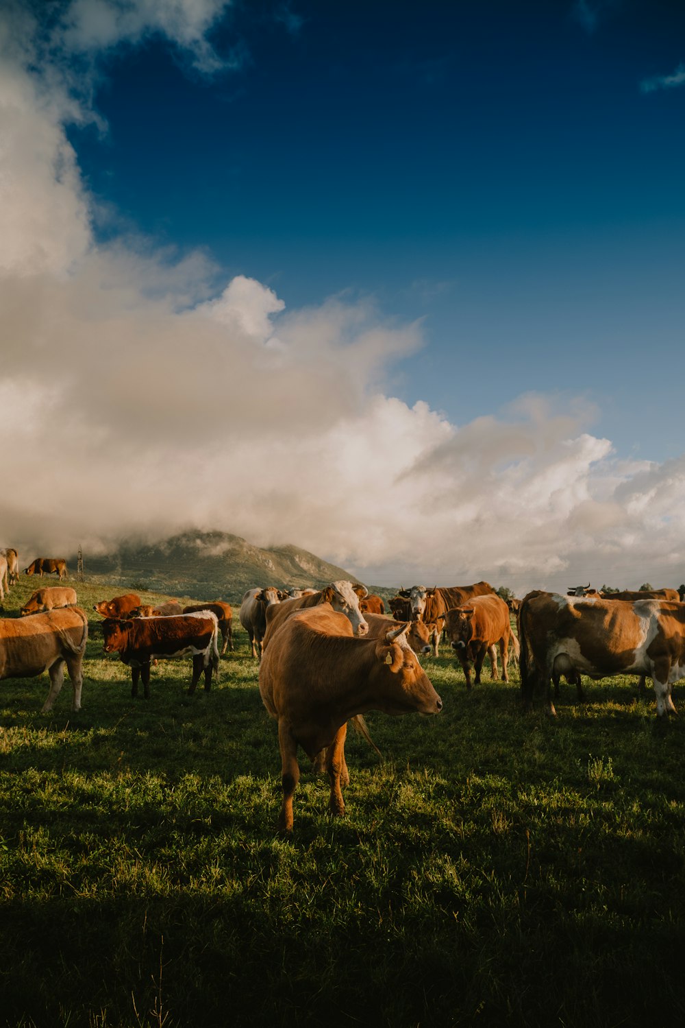 a herd of cattle standing on top of a lush green field