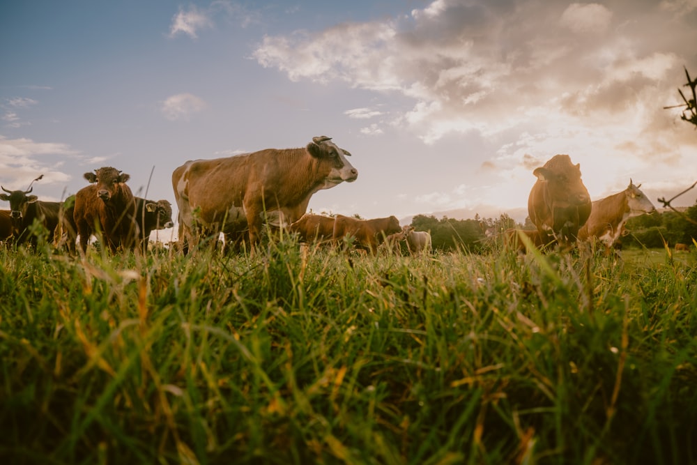 a herd of cattle standing on top of a lush green field