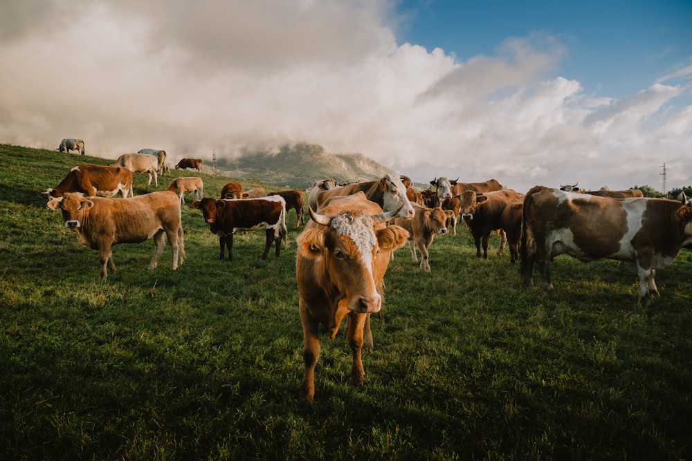 Un troupeau de vaches debout au sommet d’un champ verdoyant