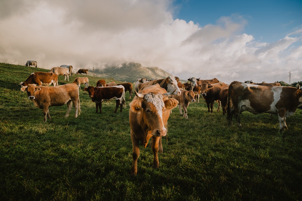 a herd of cows standing on top of a lush green field