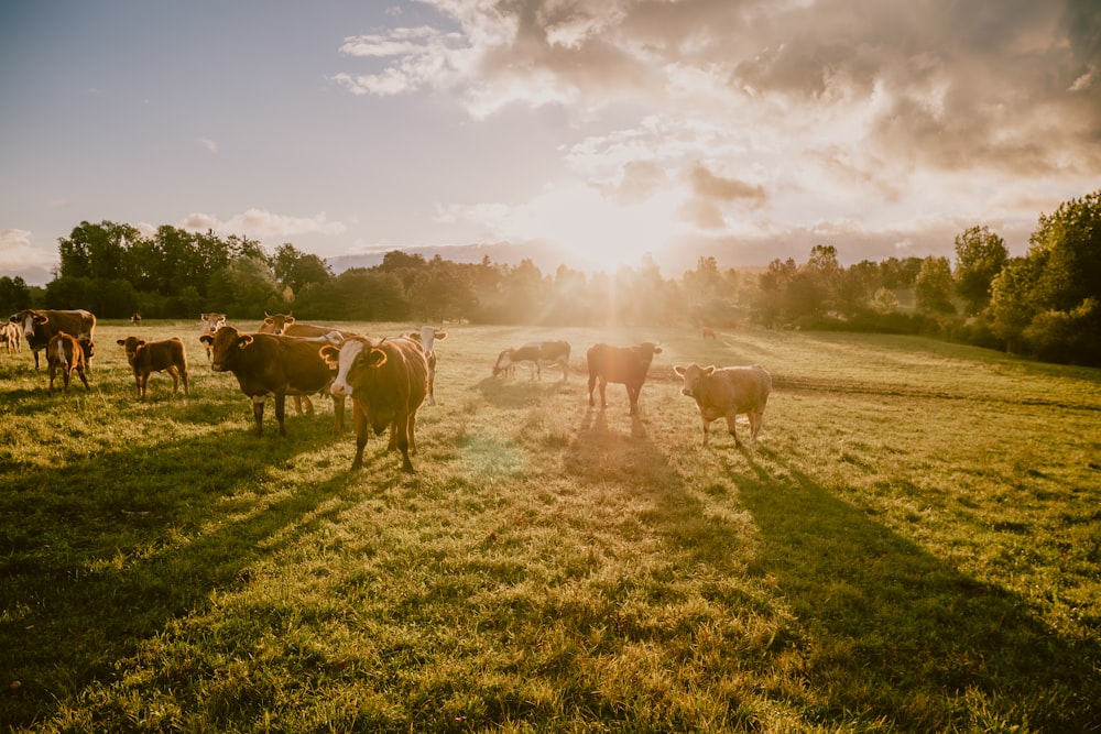 a herd of cattle standing on top of a lush green field