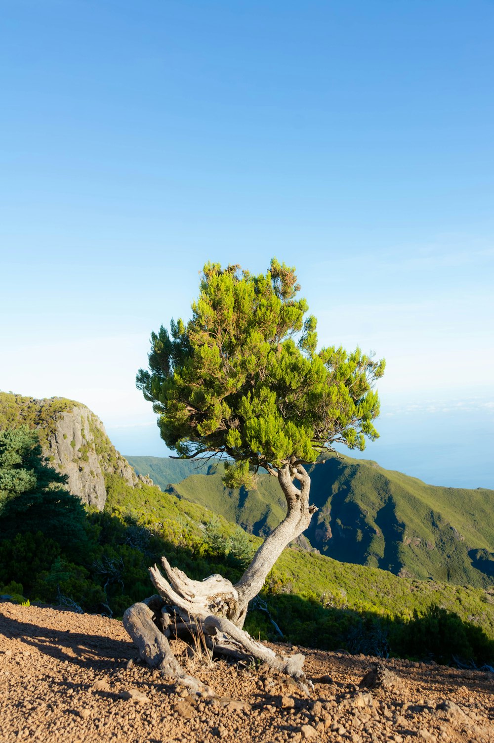 a lone pine tree on the side of a mountain