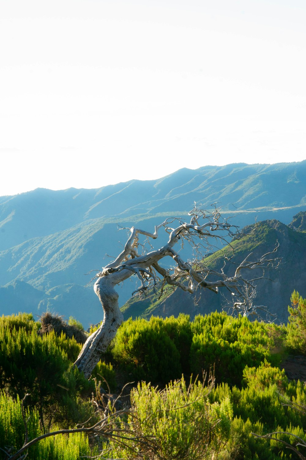a dead tree in the middle of a mountain range