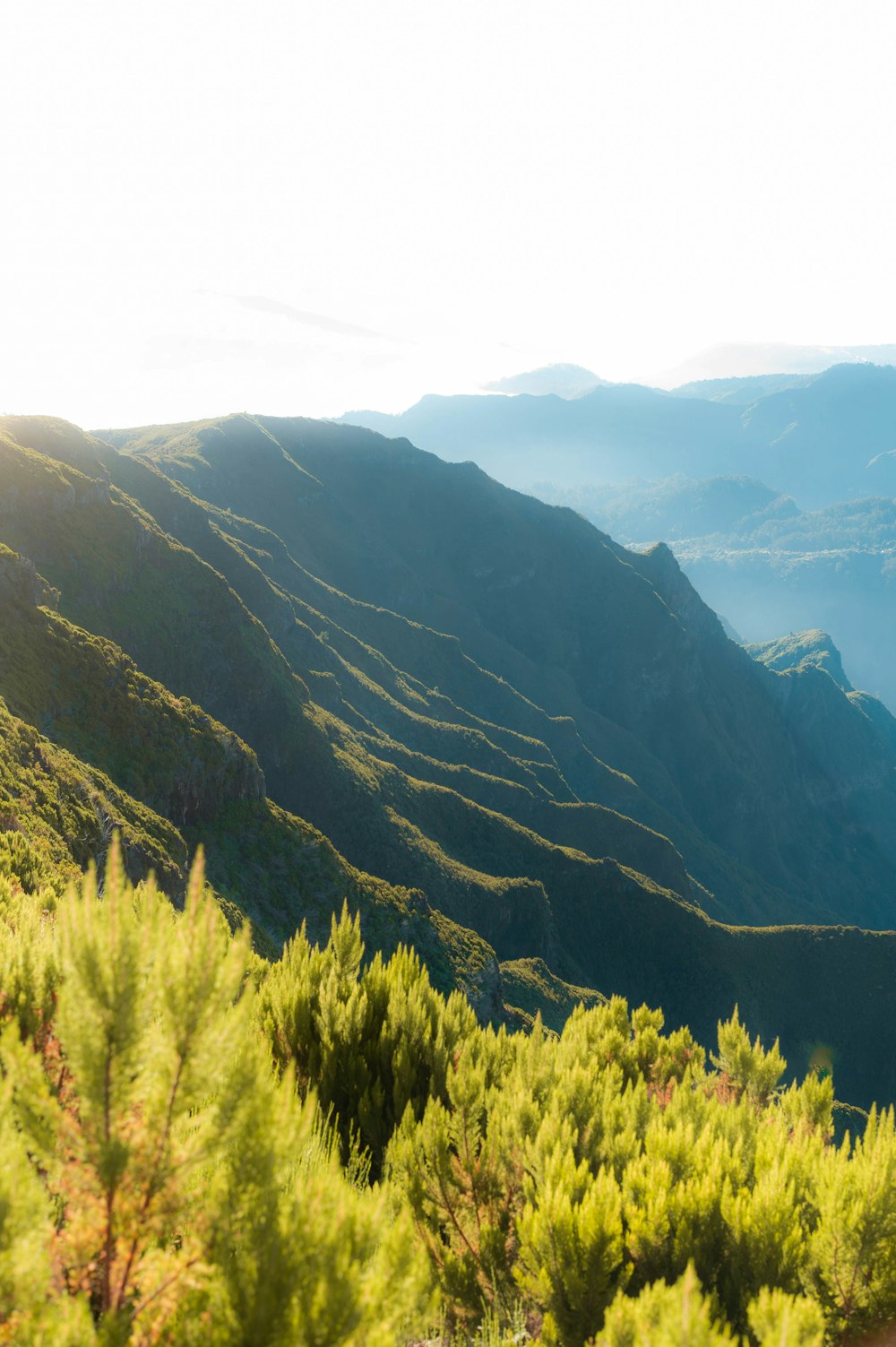 a scenic view of a mountain range with trees in the foreground