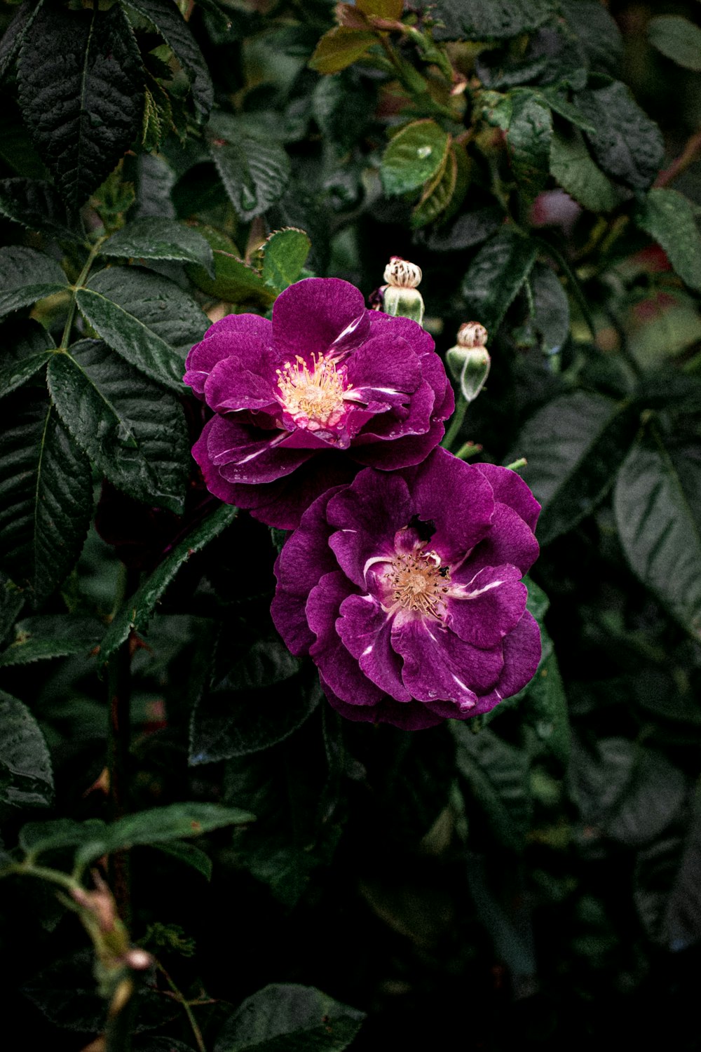 two purple flowers with green leaves in the background