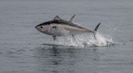A large tuna is seen leaping out of the water, creating a splash and displaying its sleek, silver and blue scales. The ocean is calm and expansive, providing a tranquil backdrop.