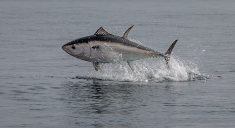 A large tuna is seen leaping out of the water, creating a splash and displaying its sleek, silver and blue scales. The ocean is calm and expansive, providing a tranquil backdrop.