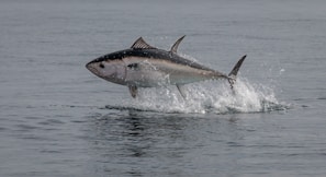 A vibrant image showcasing wild caught tuna in its natural habitat.