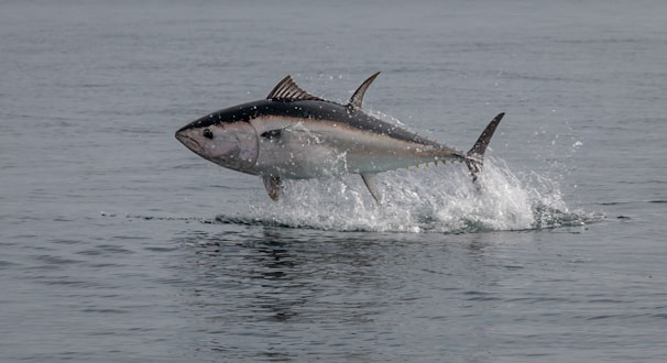 Close-up of a marlin jumping out of the ocean.