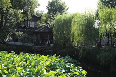 The lush greenery and classic pavilions of Shanghai’s 16th-century Yuyuan Garden.