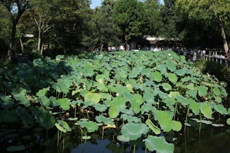 A group gathered around a lotus pond, sharing traditional ecological knowledge.