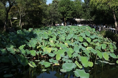 A group gathered around a lotus pond, sharing traditional ecological knowledge.