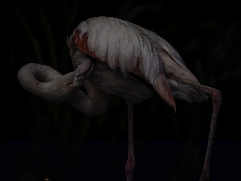 a flamingo standing on its hind legs in the dark