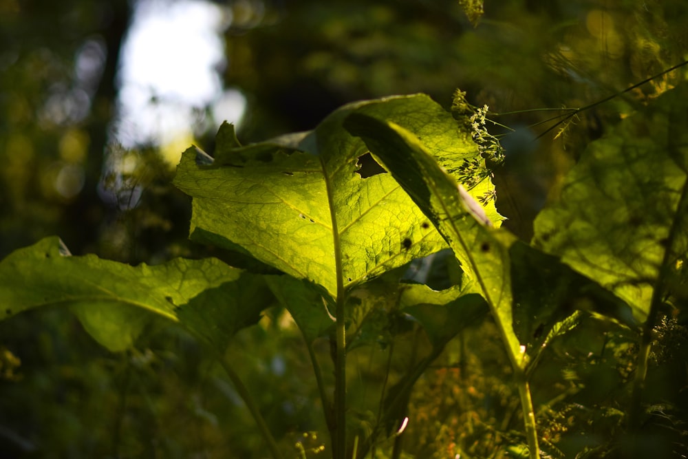 a close up of a leaf on a plant