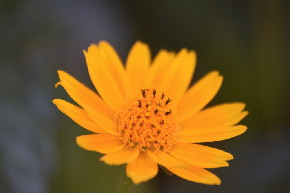 a close up of a yellow flower with a blurry background