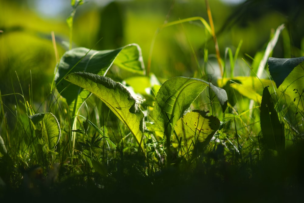 a close up of a green leafy plant in the grass