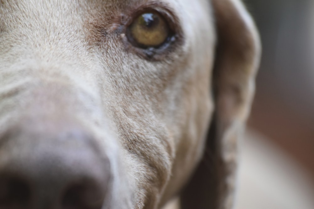 a close up of a dog's face with a blurry background