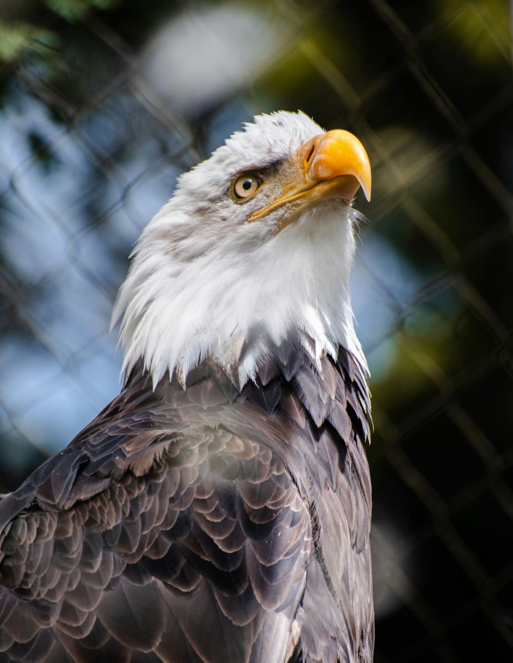 a close up of a bald eagle on a chain link fence