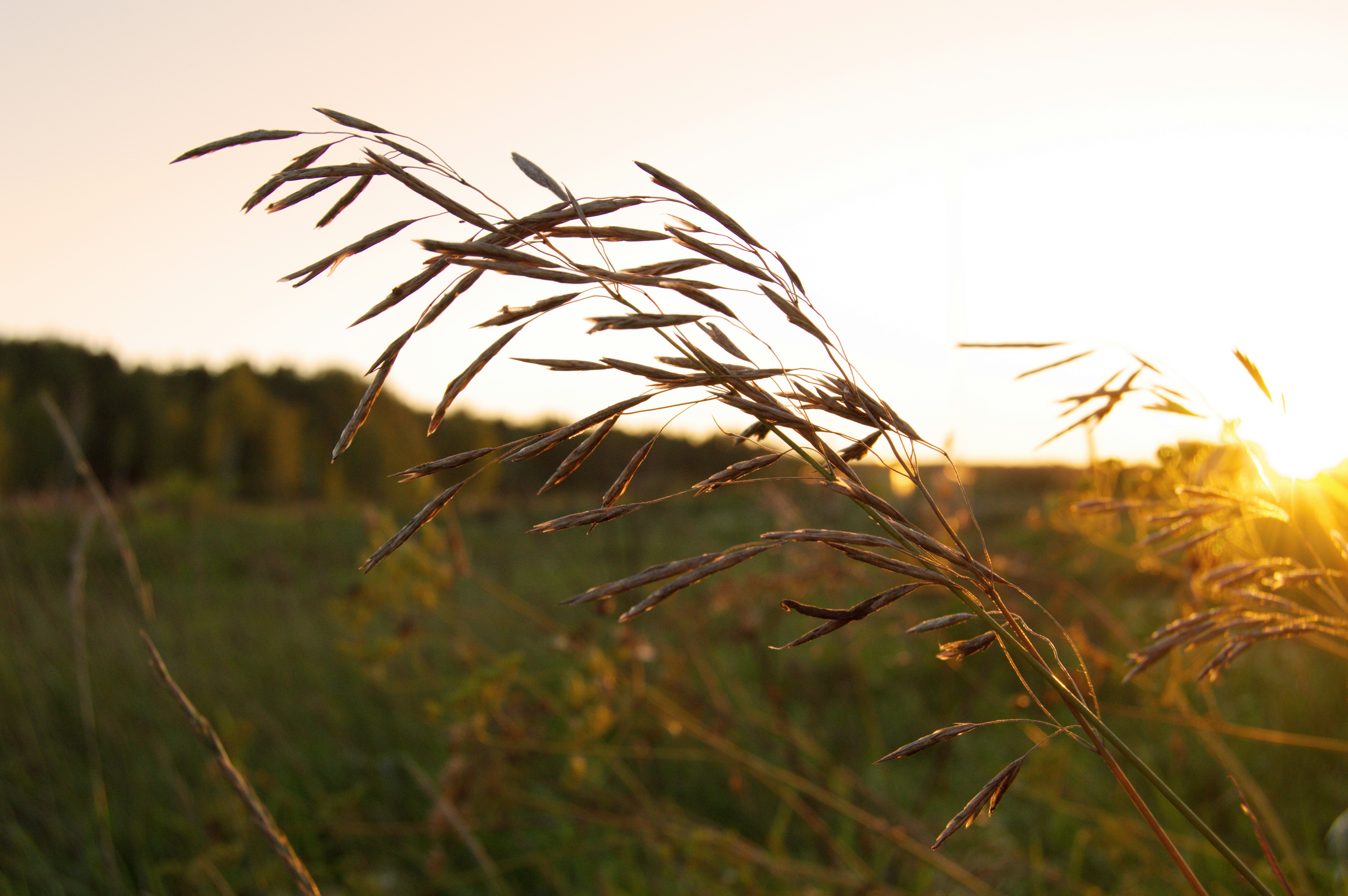 Photo by frosted_vulpes_ferrilata