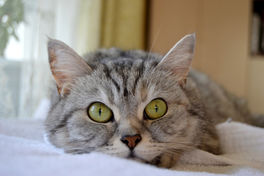 a close up of a cat laying on a bed