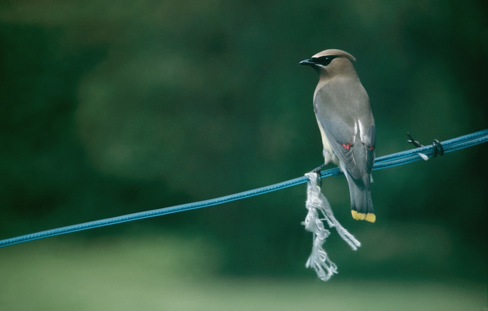 a bird sitting on a wire with a blurry background