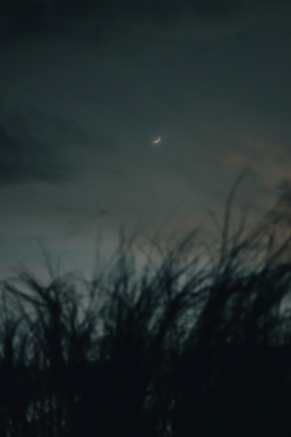 a view of the moon through some trees