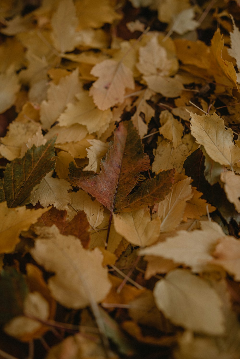 a bunch of leaves that are laying on the ground