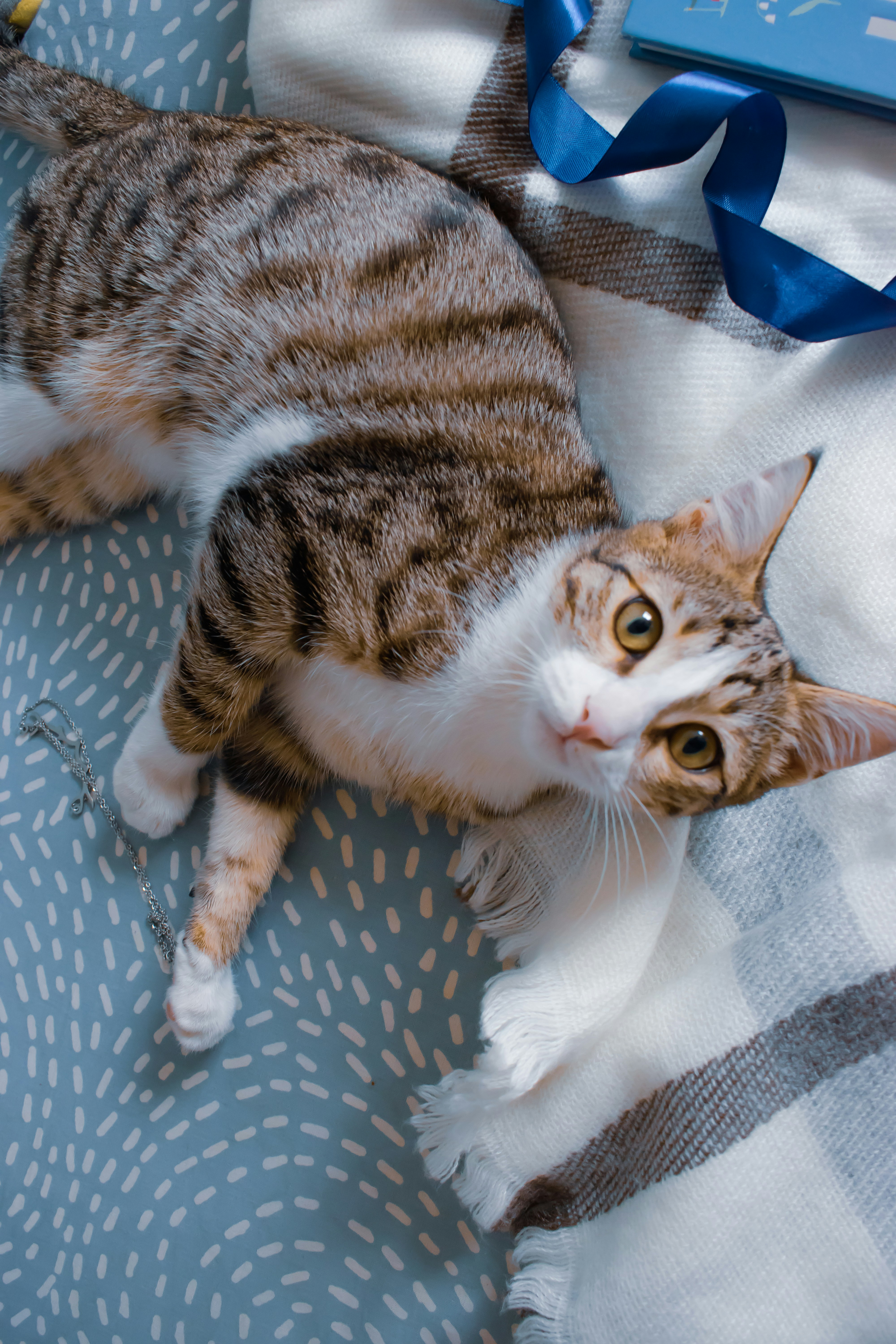 a cat laying on top of a blanket next to a blue ribbon