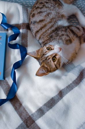 A curious tabby cat perched on a cozy blanket inside the clinic.