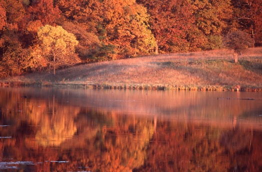 A serene autumn landscape with colorful leaves falling from trees, symbolizing change and reflection.