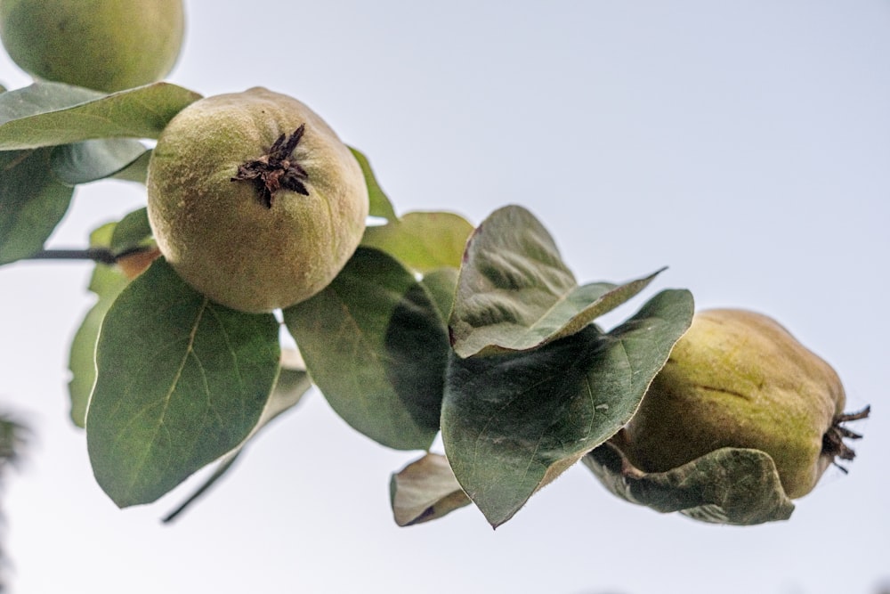 a close up of a tree branch with fruit on it