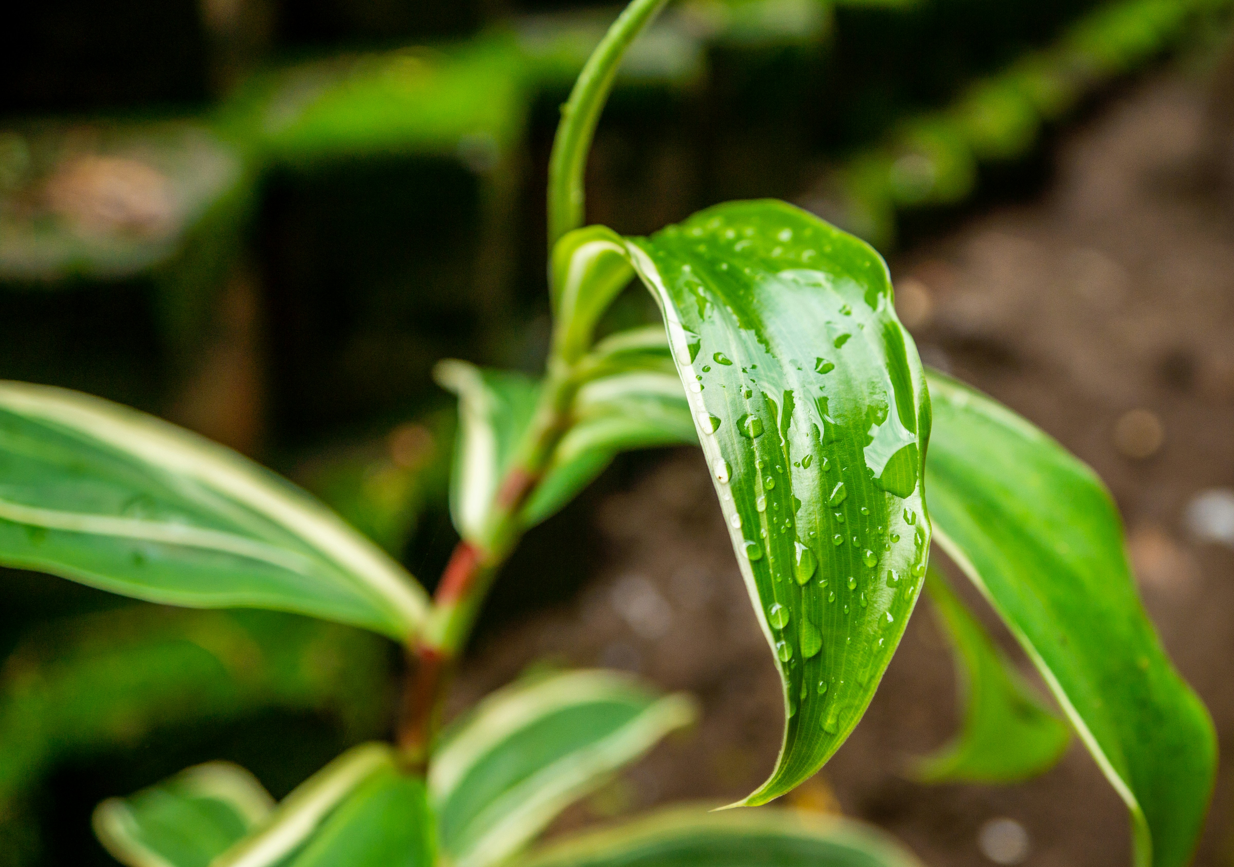 Photo by philipssajjabbi