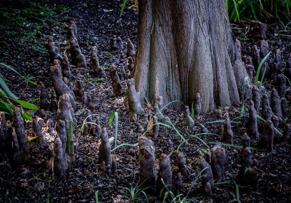 a group of plants growing next to a tree